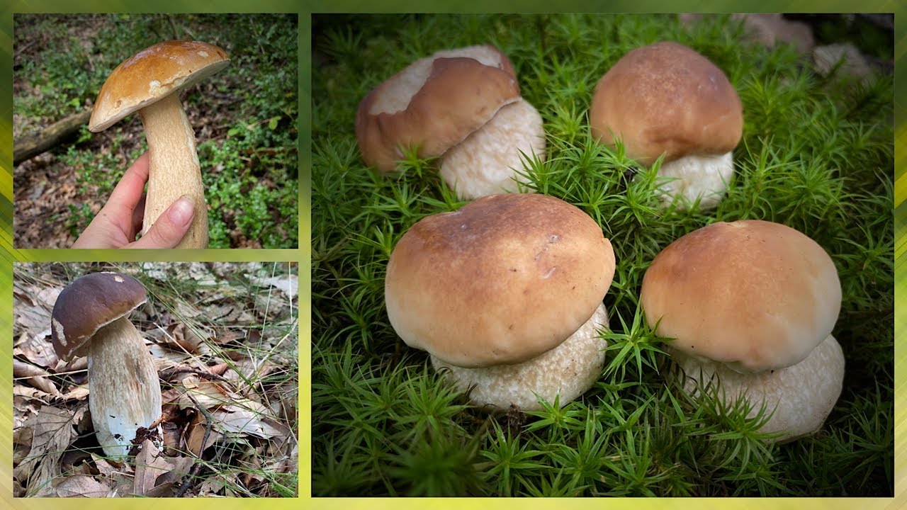 Steinpilze & Maronen ohne Ende🍄🤩 - Pilz Wahnsinn im heimischen Wald [August 2023]