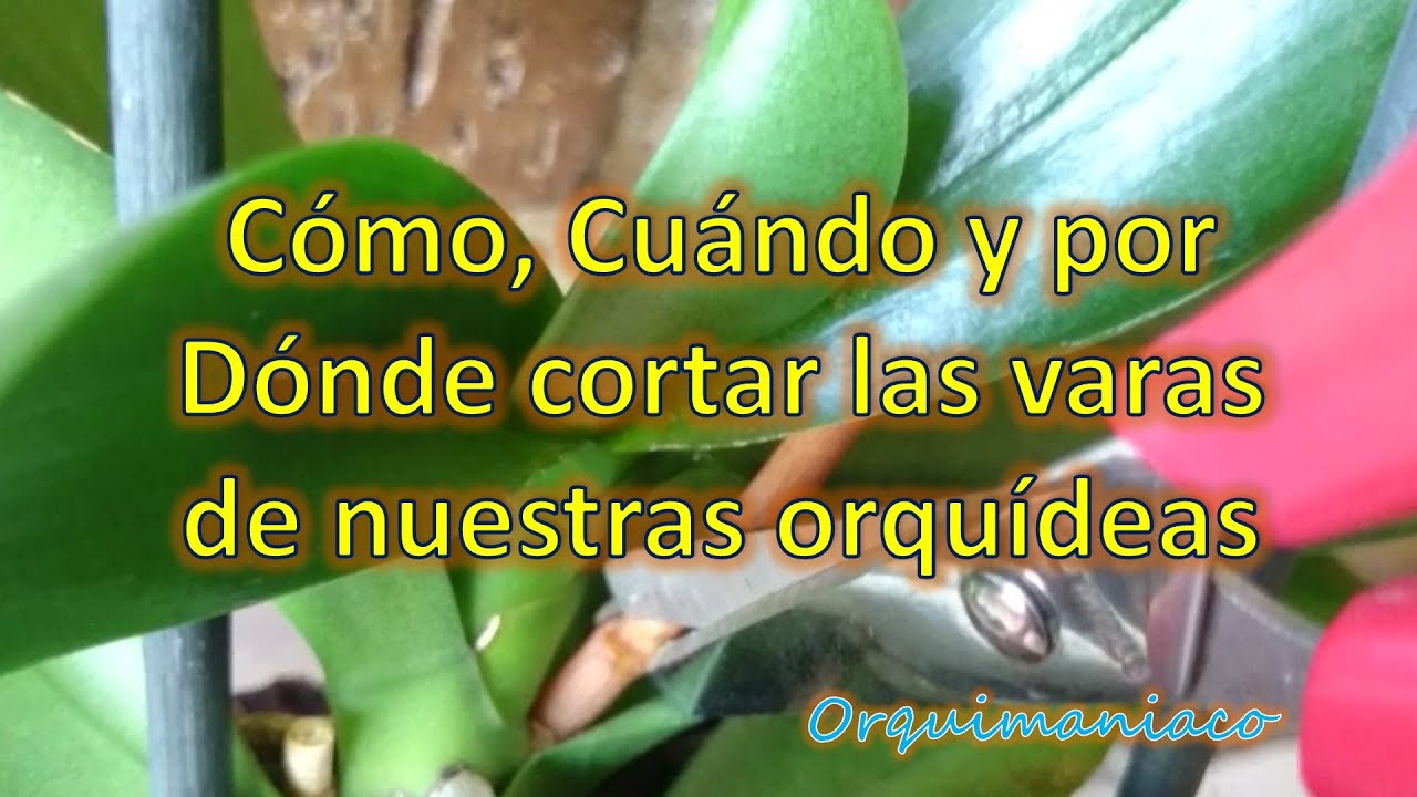 Cómo, Cuándo y por Dónde cortar las varas florales de orquideas phalaenopsis