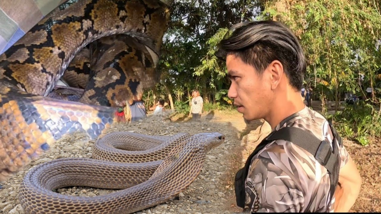 ANG PAG PASOK NG MGA NABULABOG NA COBRA
