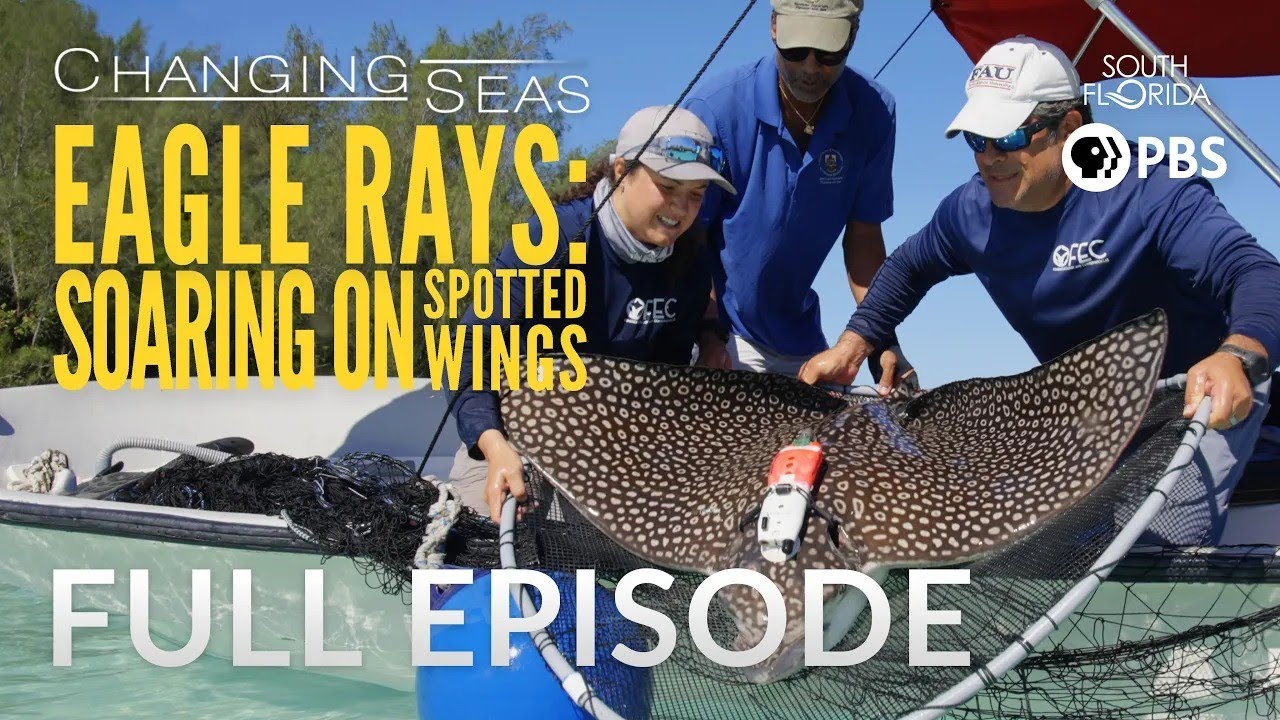 Studying Endangered Whitespotted Eagle Rays | Changing Seas | Full Episode