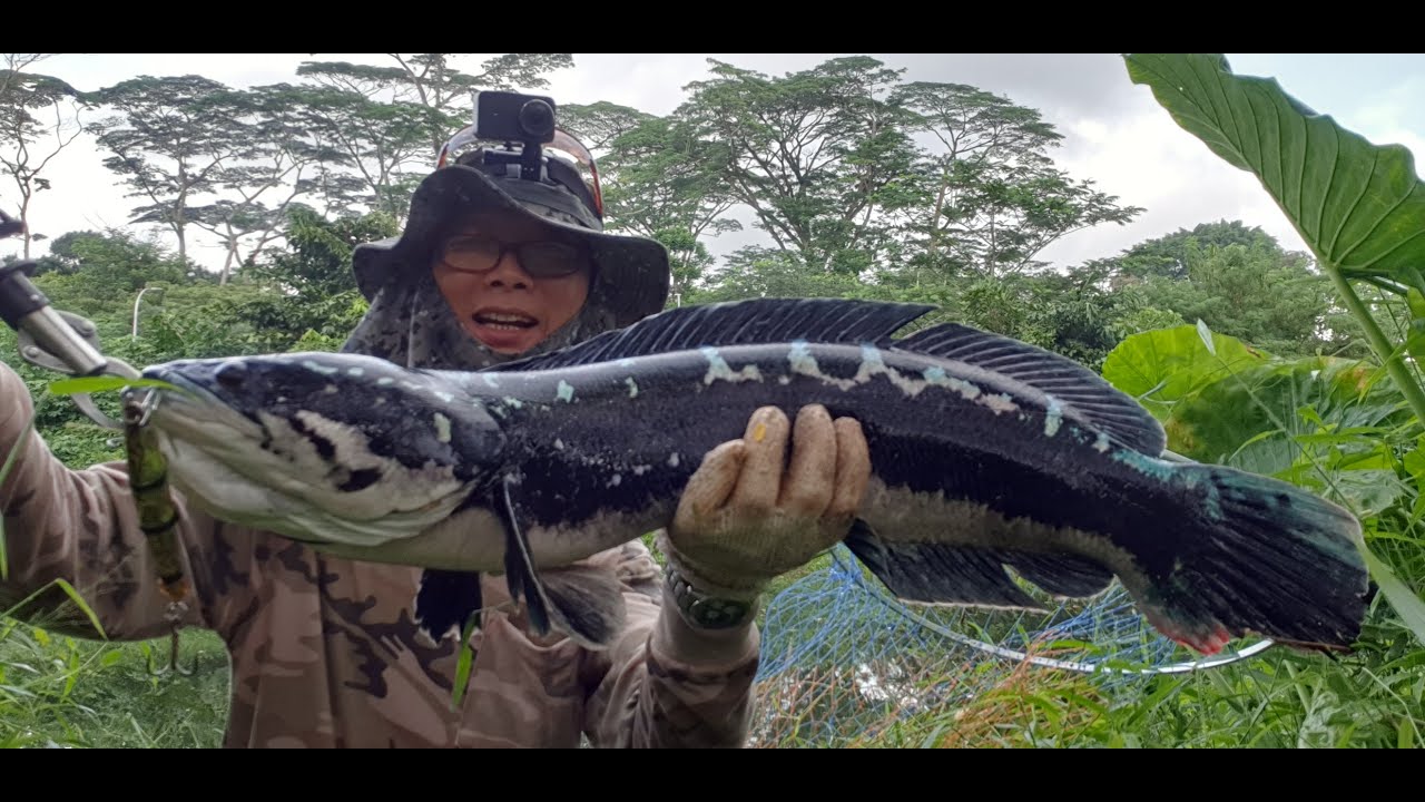 Toman Hunting 315 with 40g sinking pencil