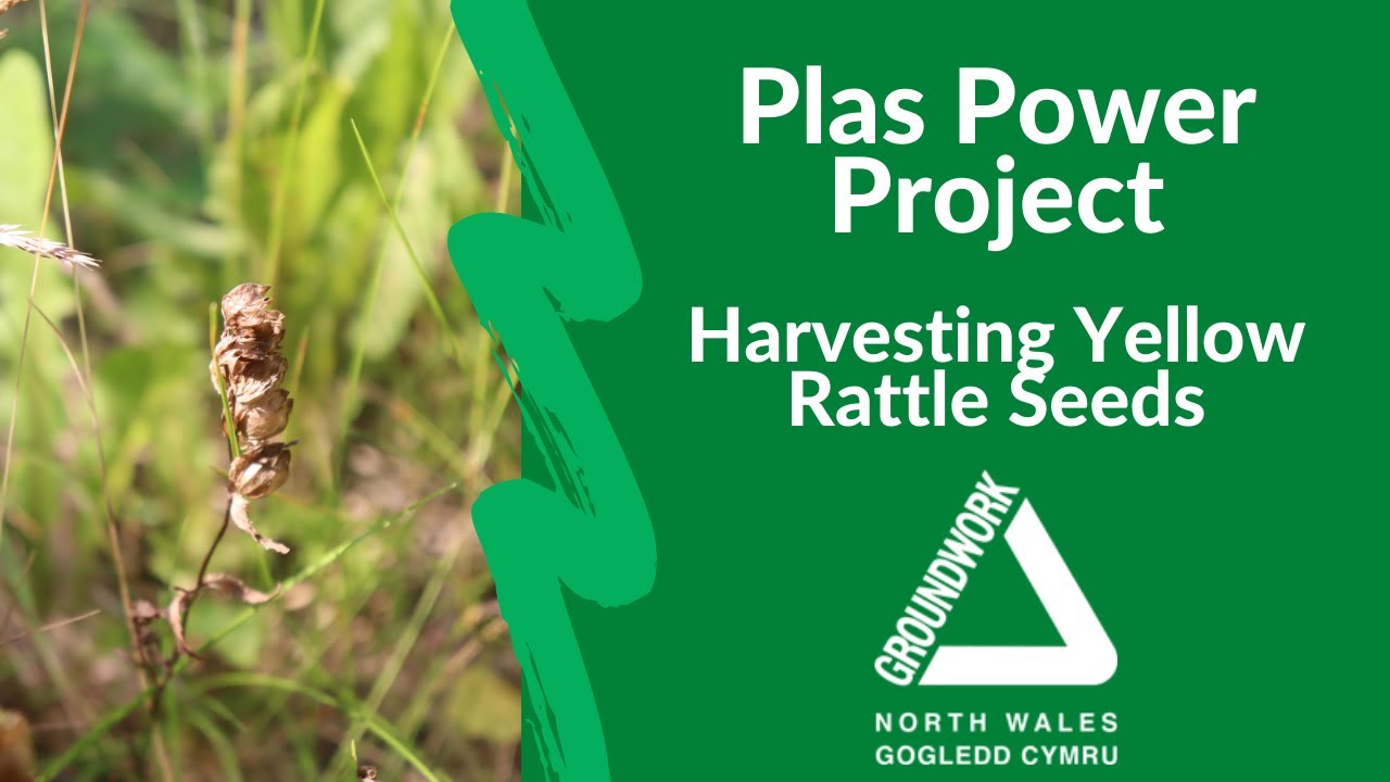 Plas Power Project - Harvesting Yellow Rattle Seeds