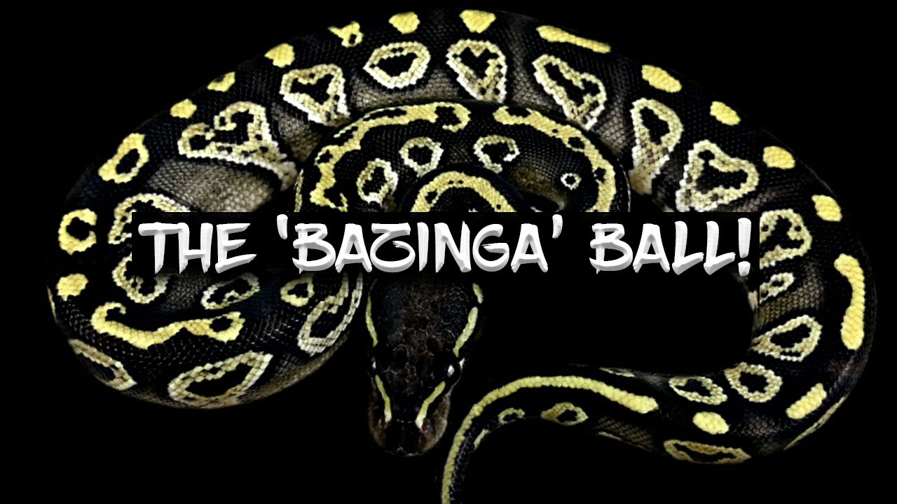 The Amazing 'Bazinga' Ball Python!