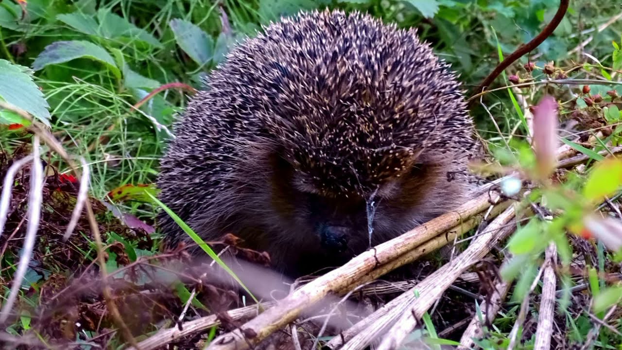 ogród w zgodzie z naturą odcinek 25 zwierzęta w ogrodzie jesienią