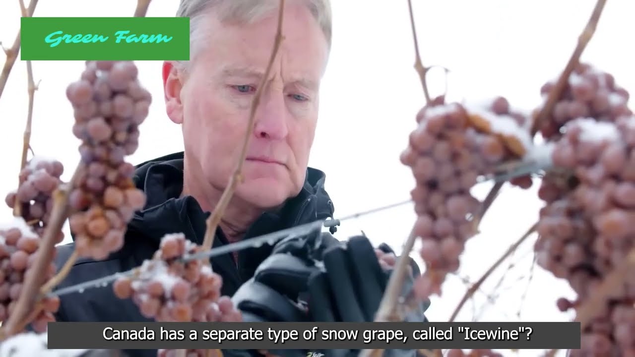 Harvesting and processing SNOW GRAPE - Snow grape growing techniques - Snow grape wine factory