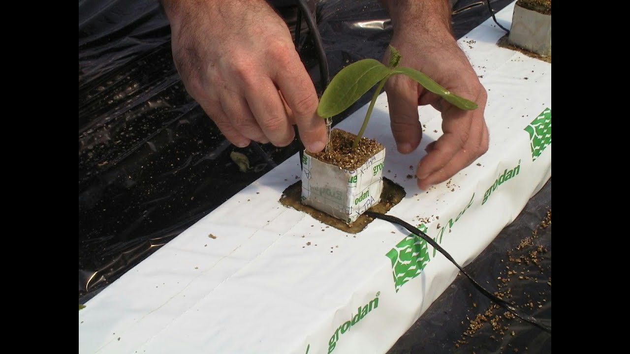 CULTIVO EN LANA DE ROCA