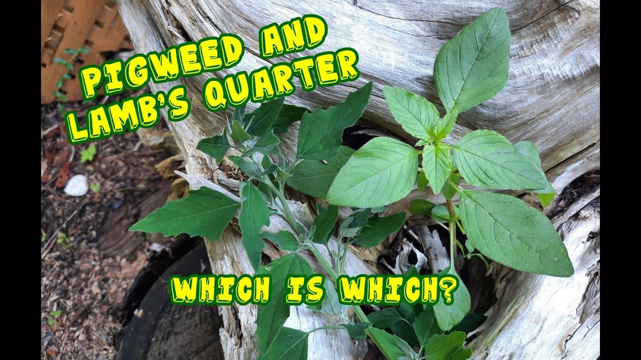 Pigweed and Lambs Quarter: Which is Which?