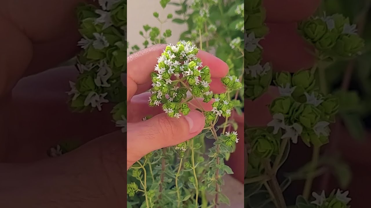 C&oacute;mo COSECHAR MILES de RAMAS de OR&Eacute;GANO en CASA | Recolecci&oacute;n, Cosecha y Secado | #Shorts