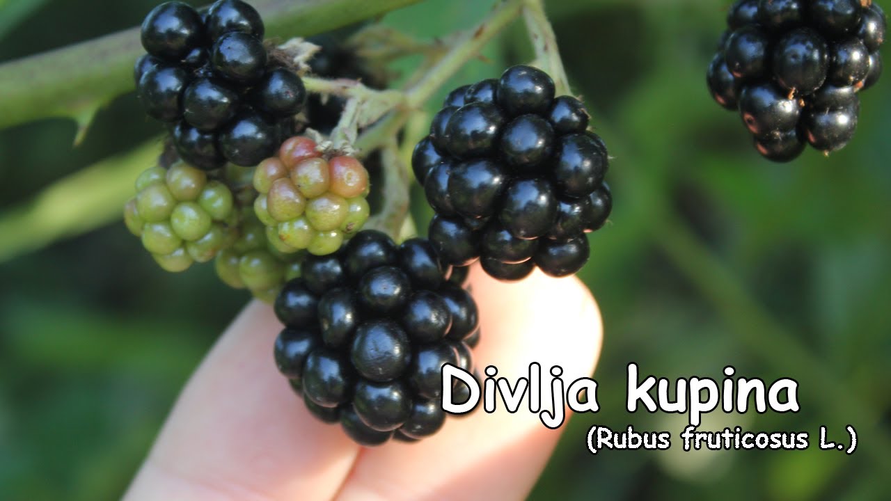 Divlja kupina Rubus fruticosus L