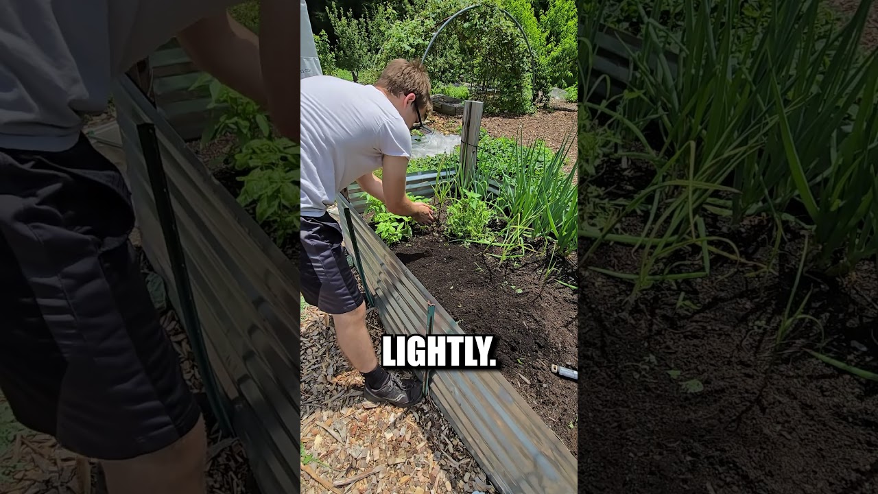 How I Grow Parsley From Seeds In My Garden!