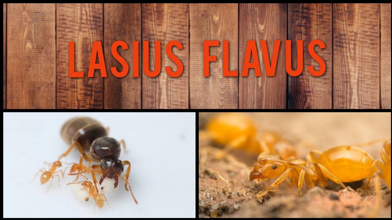 Trochę o Lasius Flavus-Opis gatunkowy.