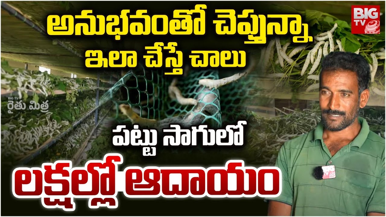 Silkworm Farming | పట్టు పురుగుల పెంపకం | Pattu Purugu Pempakam | Sericulture | BIG TV Rythu Mithra