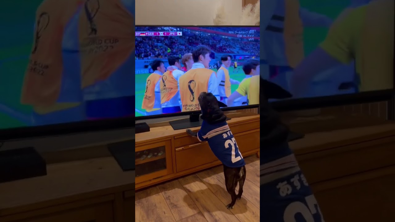 🇯🇵日本vsドイツ🇩🇪                              堂安選手の同点ゴールに興奮するサポーター犬🐾