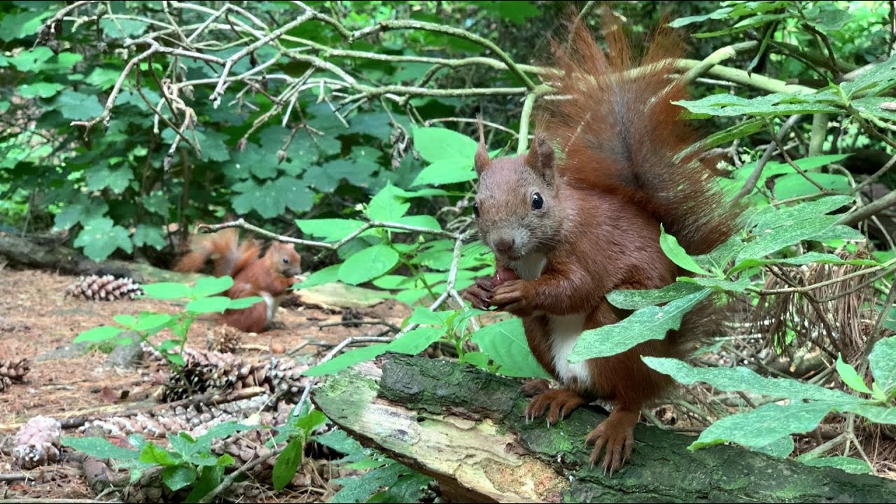 Eichh&ouml;rnchen Entertainment - Nuss Dosen Raub | Squirrel Entertainment - Nut can robbery