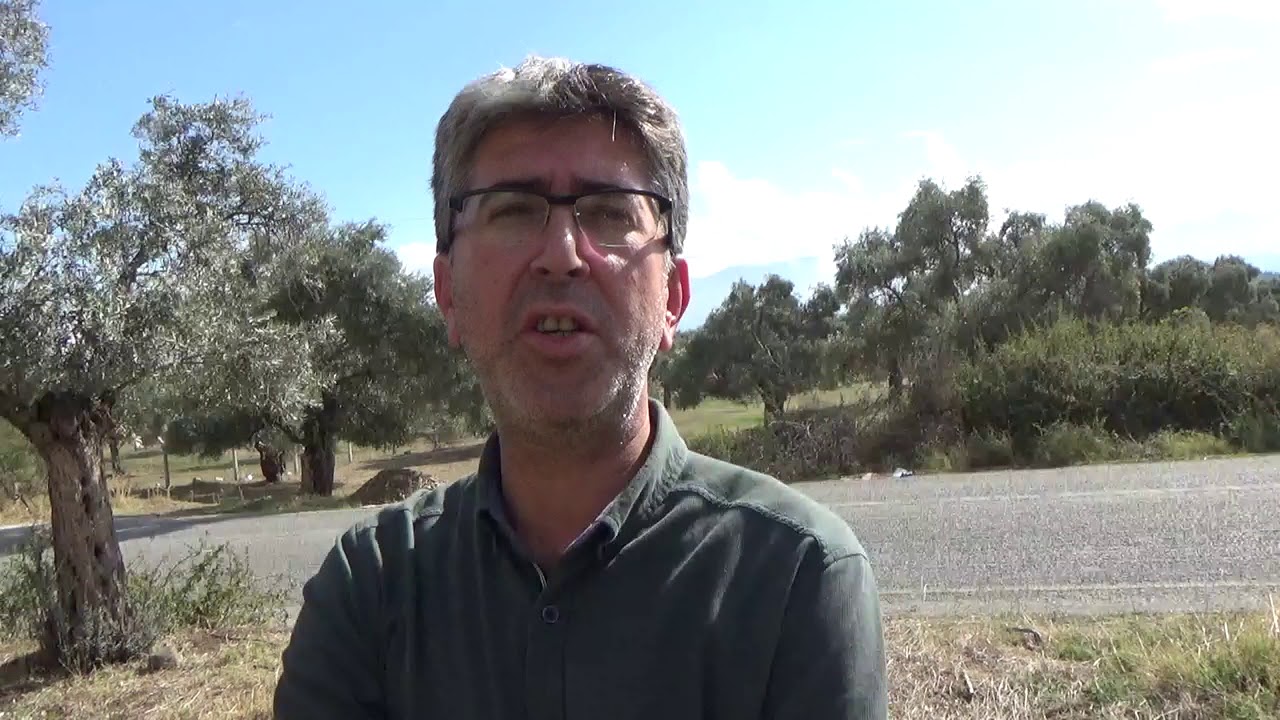 Bayındır - Memecik Zeytin Yetiştiriciliği - Yağlık Zeytinde Verim Ve  Yağ Oranını Artırma