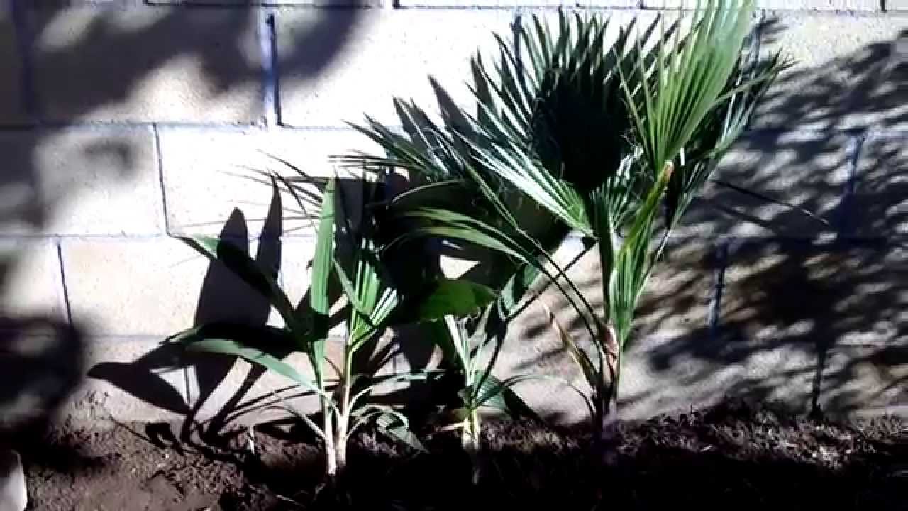 Maintaining Property - Palm Tree Seedling Removal