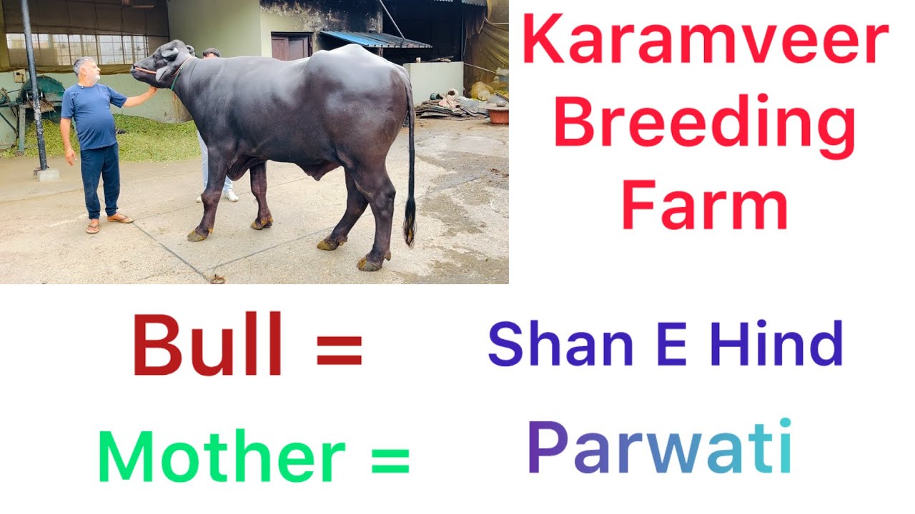 आज देखिए दुनिया का सबसे बड़ा फ़ार्म karamveer Breeding Farm Top murrah bull Shan E Hind 