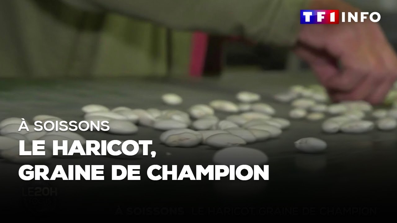 À Soissons : le haricot, graine de champion
