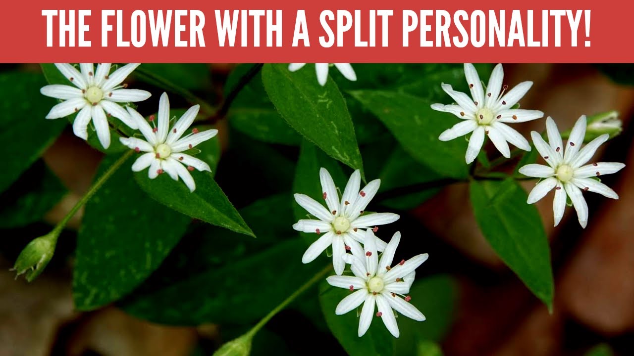 Star chickweed: Find, ID and learn its peculiar biology!