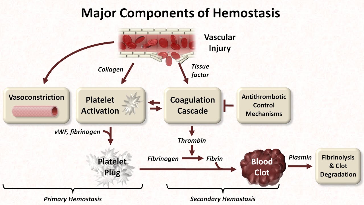 Hemostasis: Lesson 1 - An Introduction