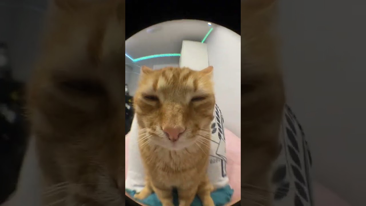 CAT BLOOPERS: The Cutest Comedy Show #catcompilation #caturdayeveryday #funnycats