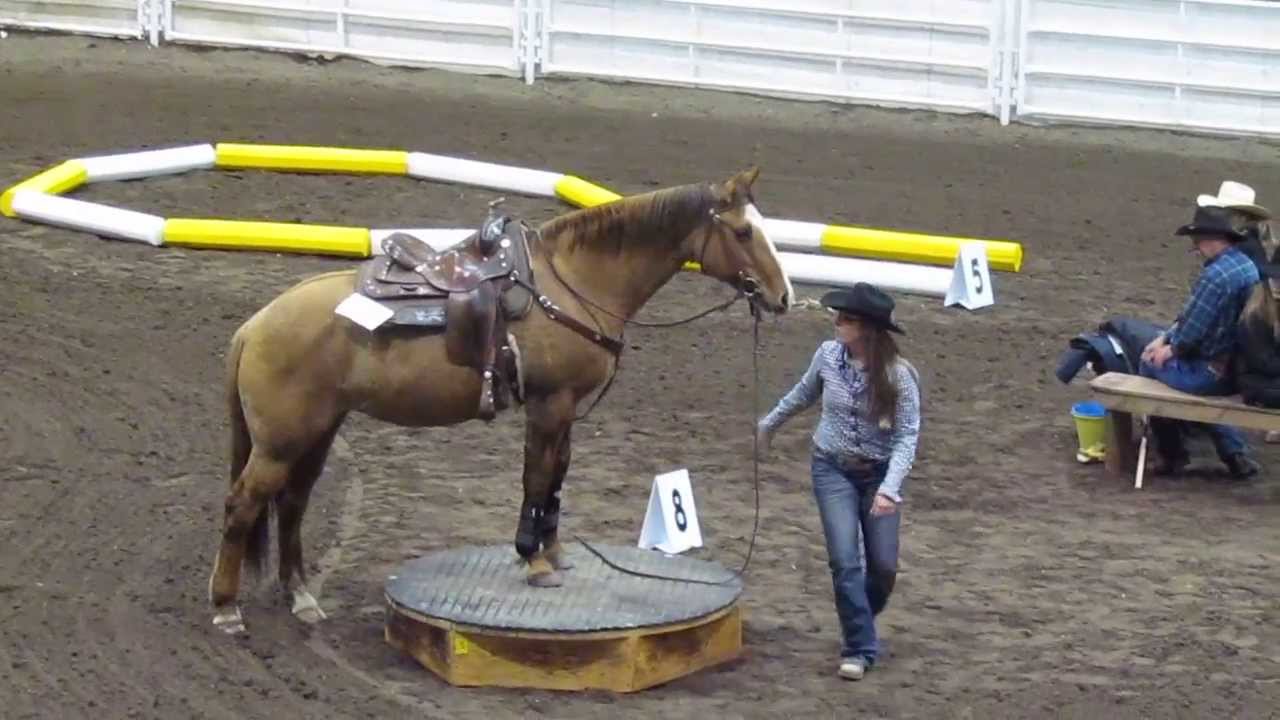 Extreme Cowboy Race 2013 - Alie & Bolero