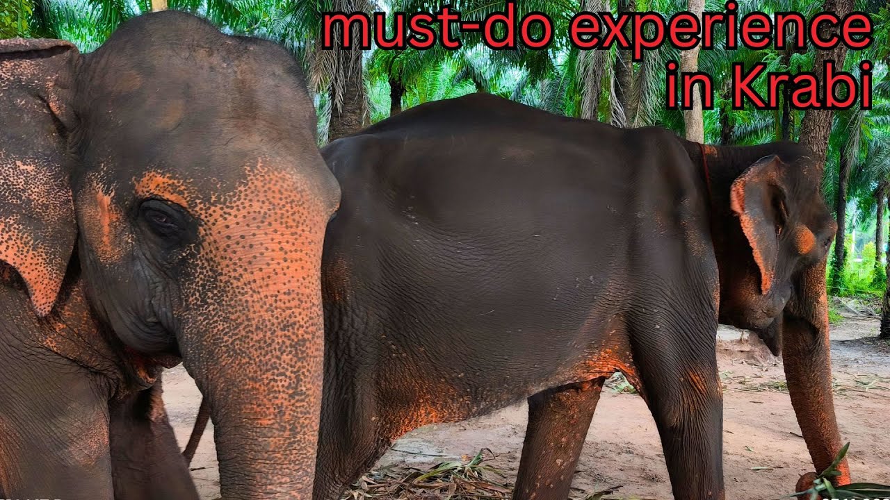 Krabi Elephant Shelter