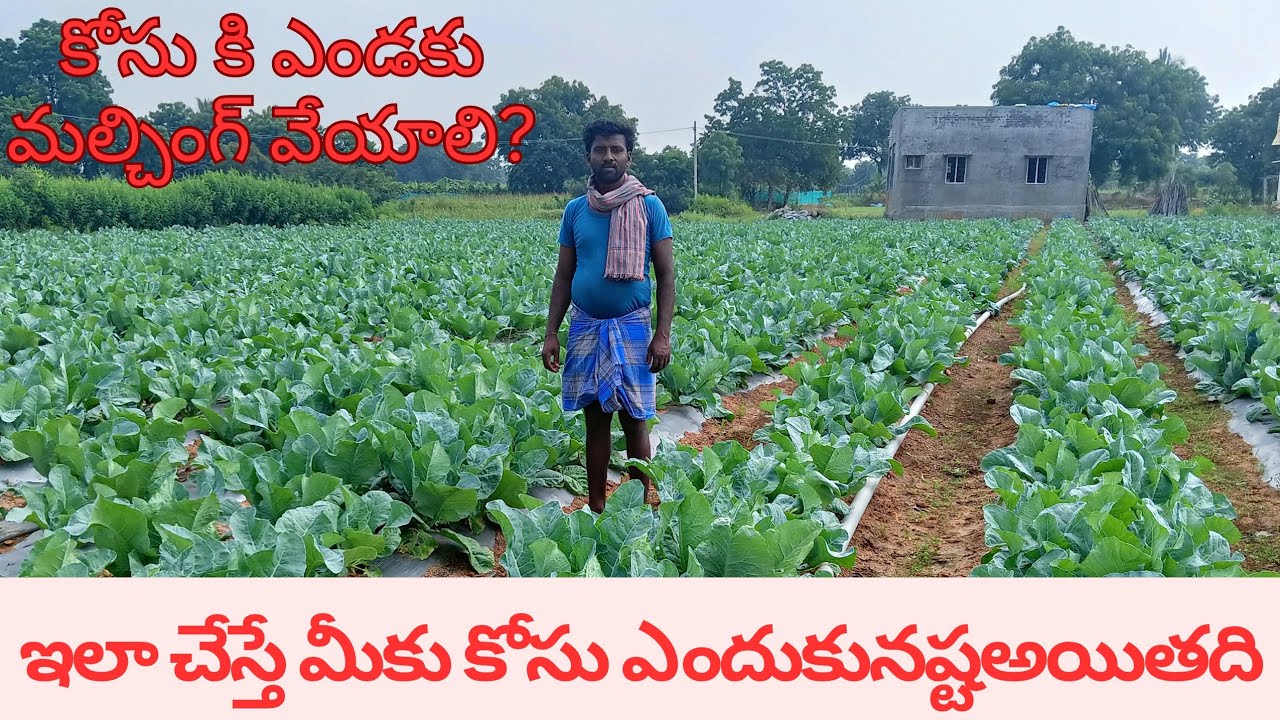 Why do we need to put mulching paper for cauliflower?#cauliflower#mulching#farming#farmer