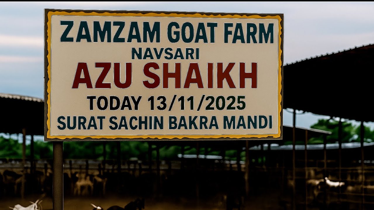 SURAT SACHIN BAKRA MANDI 13/11/2025 , BY ZAMZAM GOAT FARM NAVSARI (AZU BHAI)
