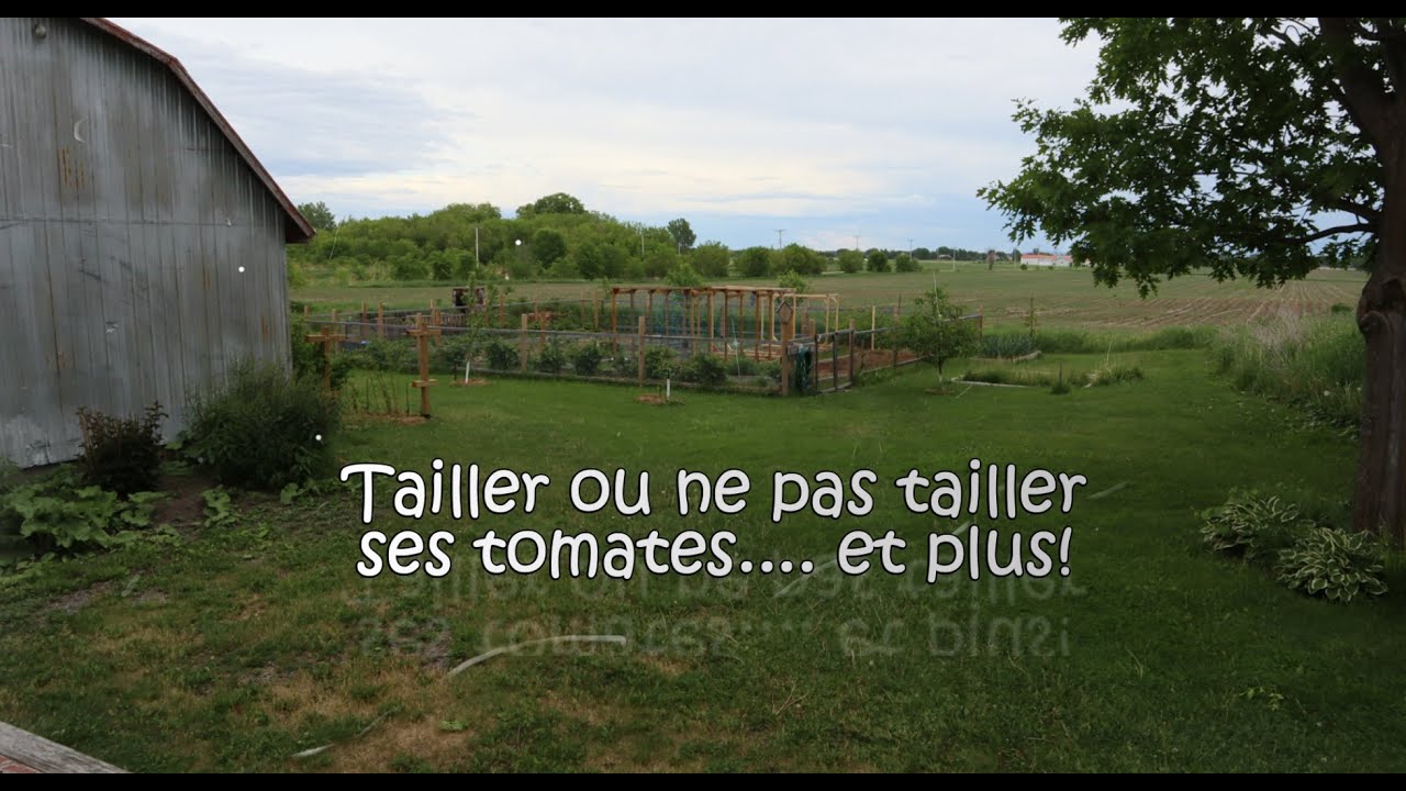 Comment Tailler ou ne pas tailler ses tomates - Conseils, avantages, Inconvénients, associations...