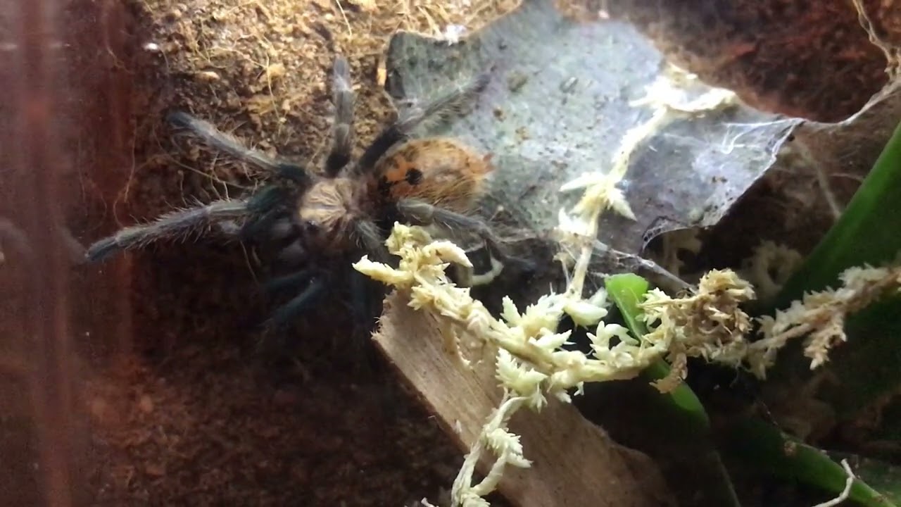 GBB sling never fails a feed