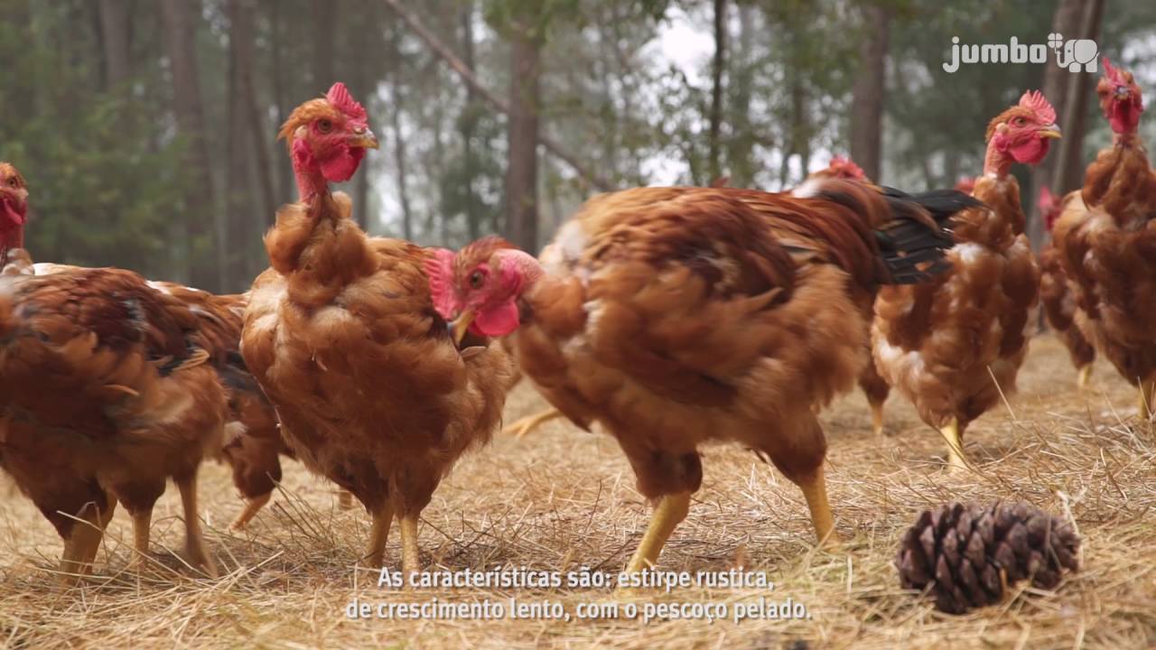 Jumbo responsável - Frango do Campo