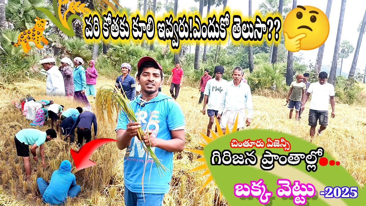 పులిగాడు వరి కోయడం చూసినారేంటి??