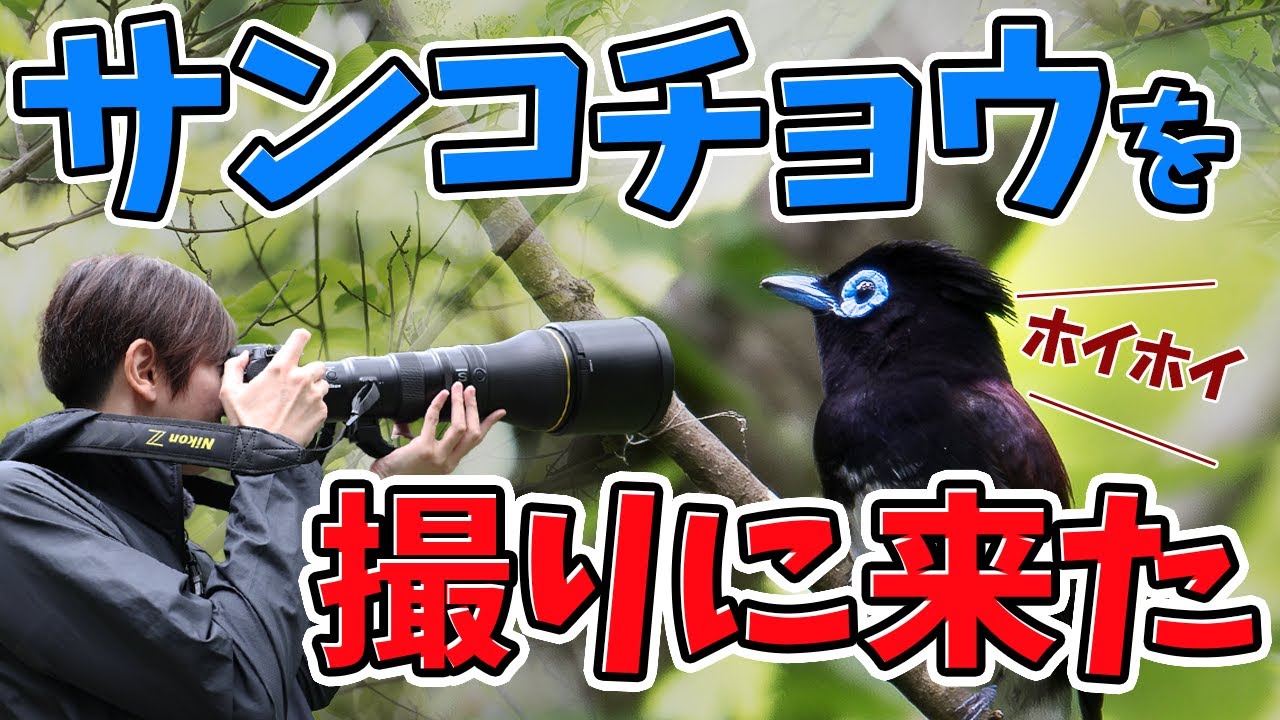 サンコウチョウを撮りに来た 野鳥撮影
