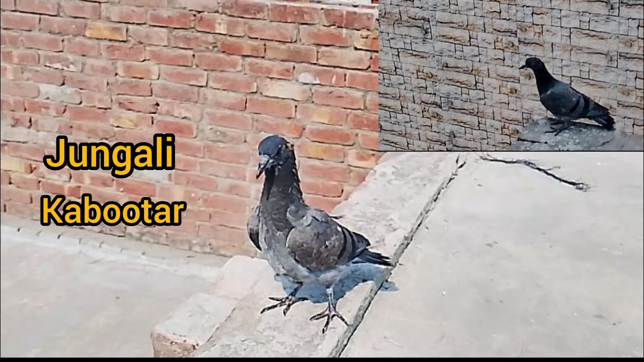 Aj Hum Nay jungli kabootar Azad kar dia🐦🐦😚😚
