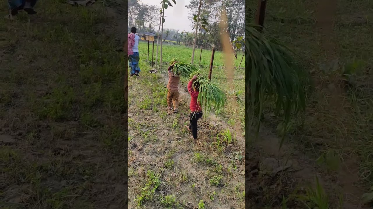अन्वित अनिका घास काटने गई थी । baby video । funny video । kids video 