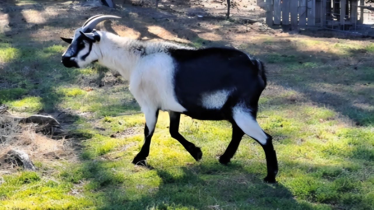 Letting the new goat(Wilma) out with the others.