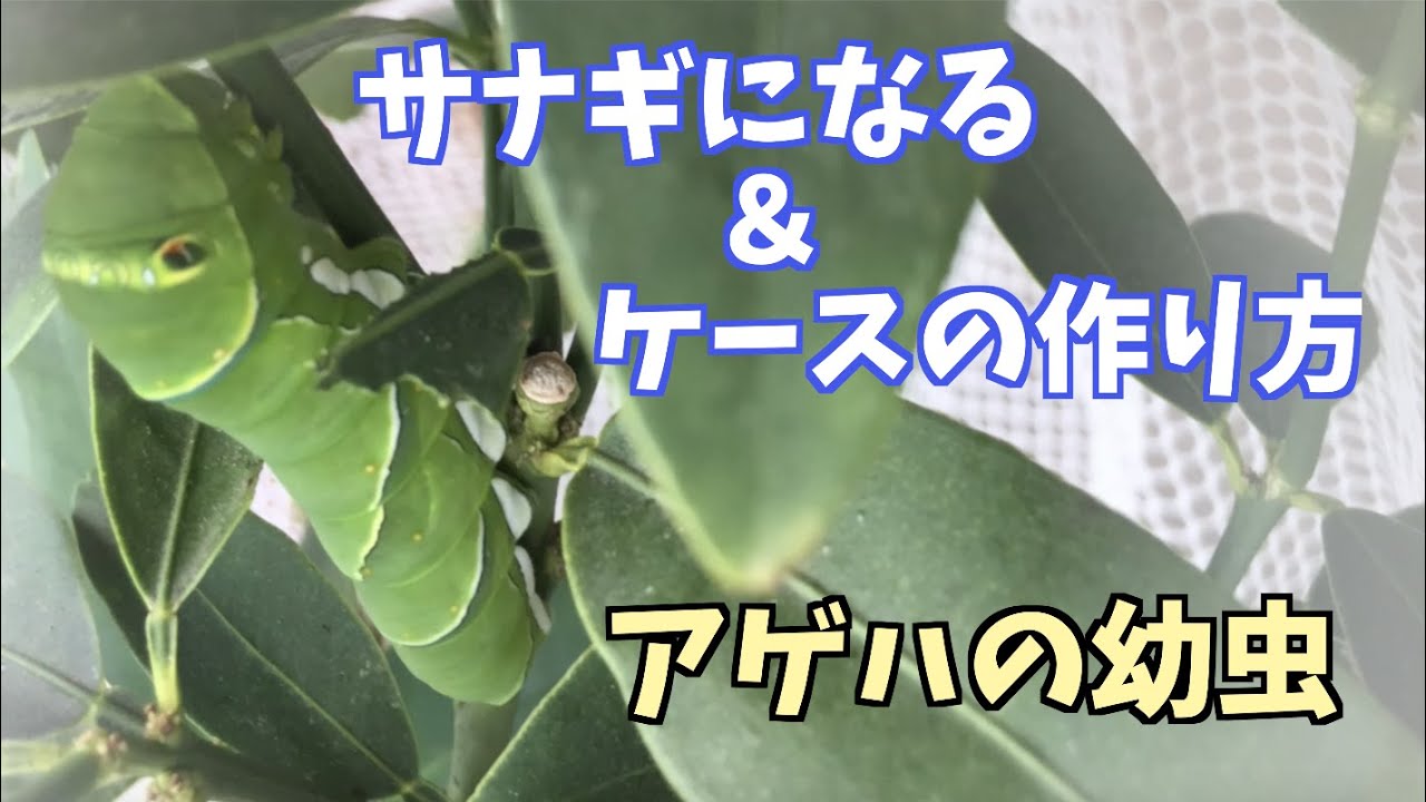 アゲハの幼虫がサナギになるまで（飼育ケースの作り方も）