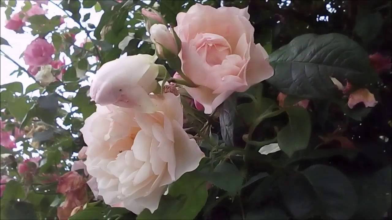 つるバラの咲く庭　2016