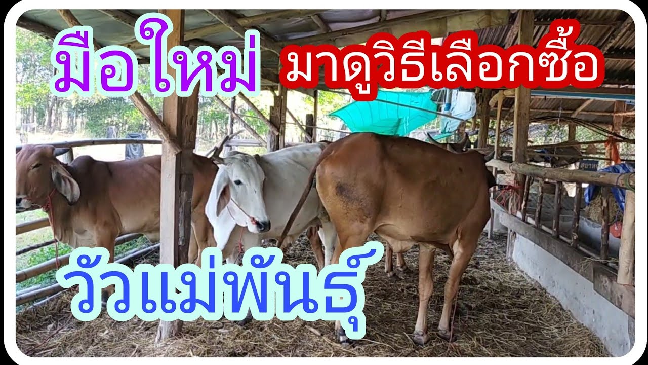 มือใหม่ มาดูวิธีเลือกซื้อ วัวแม่พันธุ์