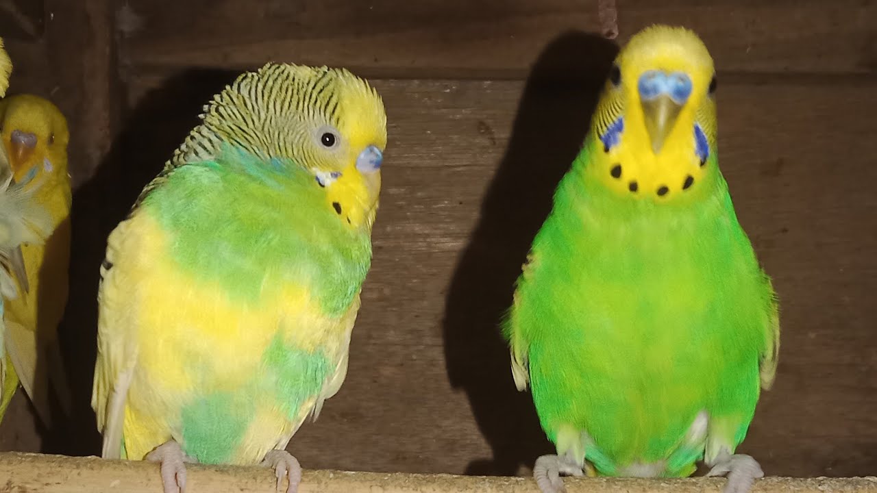 Amazing Australian Parrots 🦜 | Colorful Birds, Cute Sounds & Relaxing Nature 