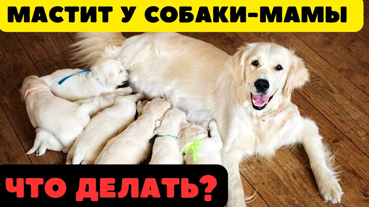 🐕📝🐾 Мастит у кормящей собаки-мамы: симптомы, лечение