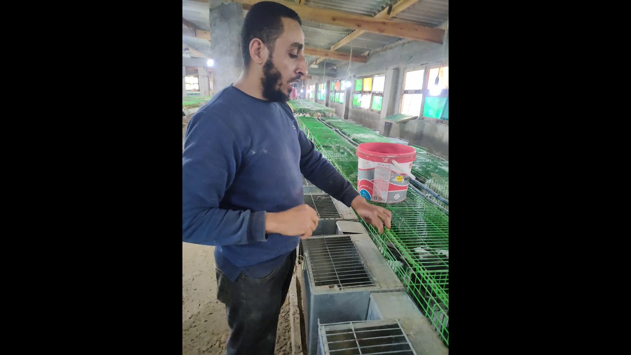 تحصين الأرنب الفطام قبل الفطام من مع الام