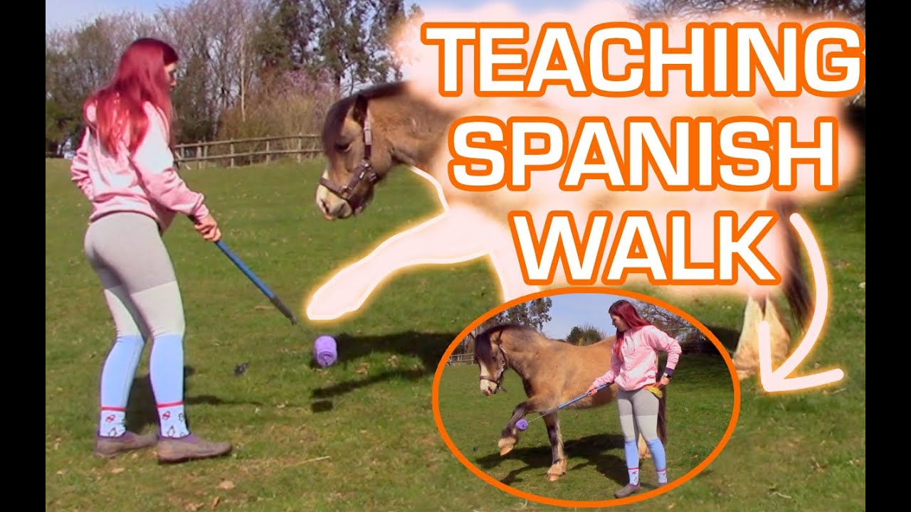 HOW TO TEACH HORSE SPANISH WALK || SPANISH WALK HORSE TRAINING|| IN HAND WORK WITH HORSES