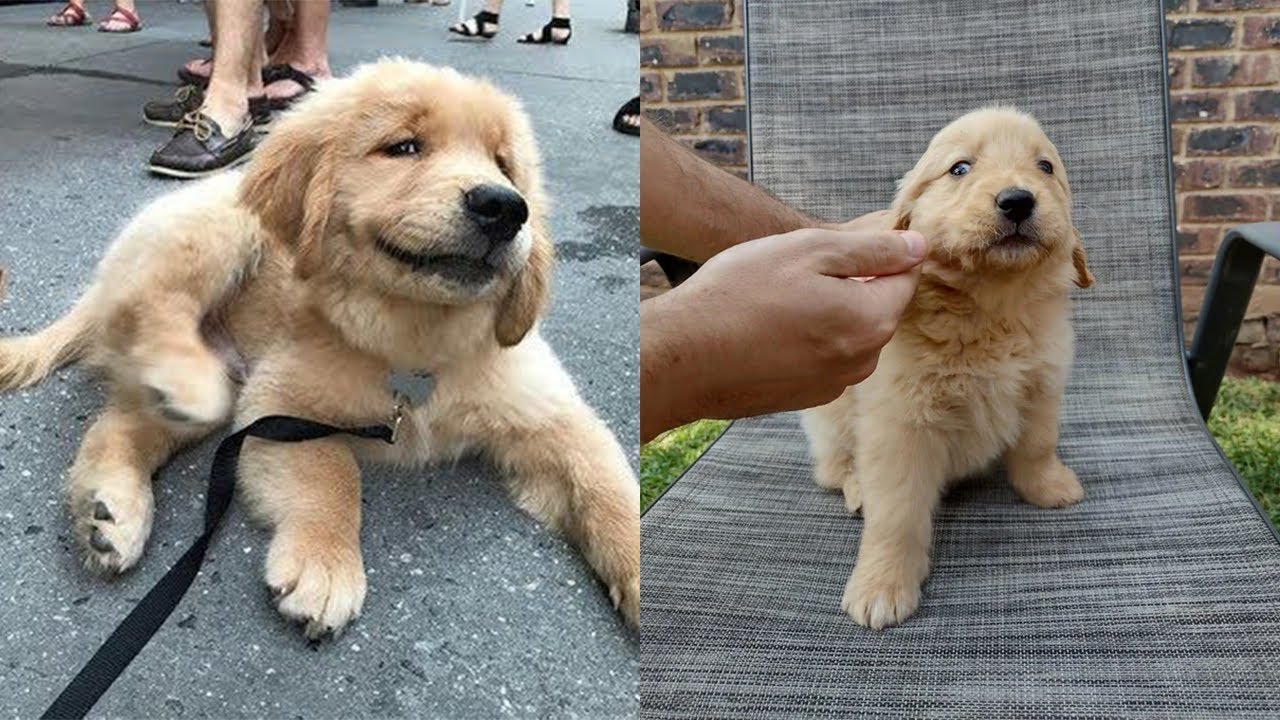 The CUTEST Golden Retriever Puppies EVER | Hilarious Puppy Videos
