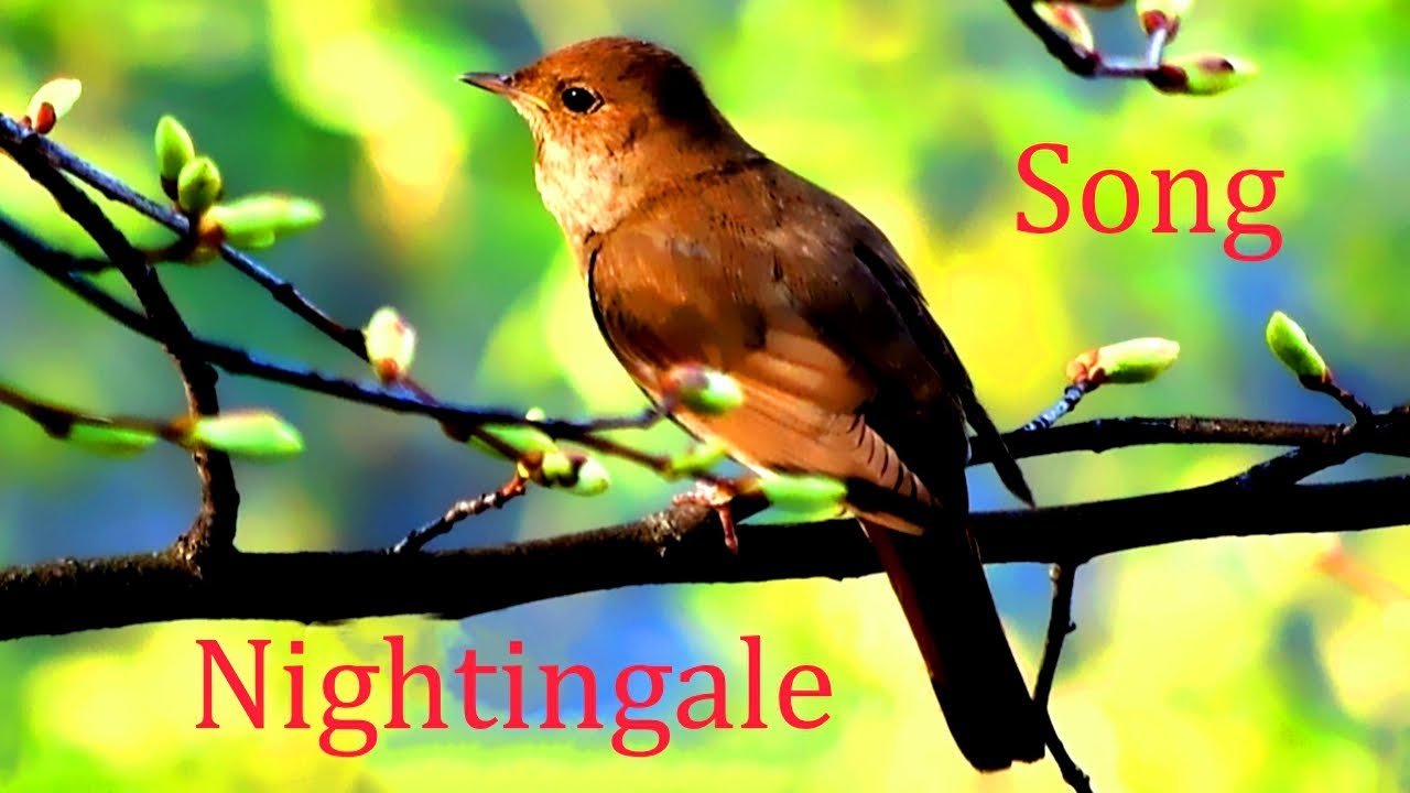 Nightingale Song.(Luscinia).