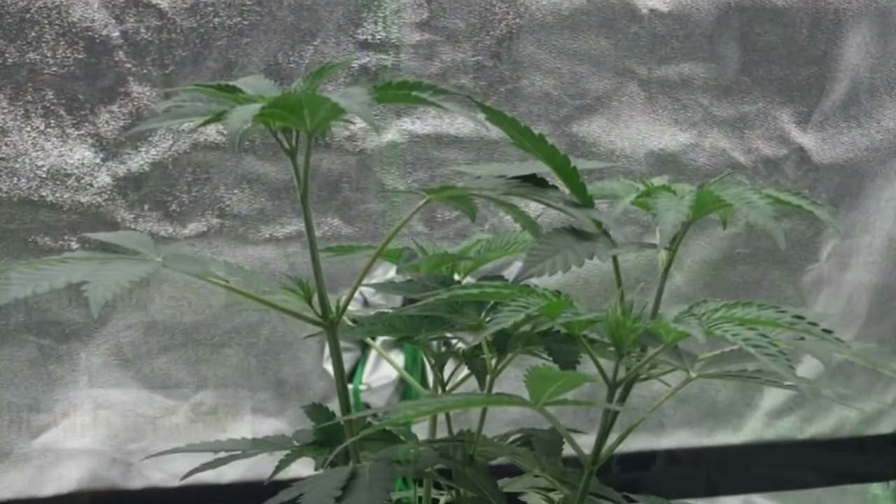 Sherb Money Blue Nerds Grow