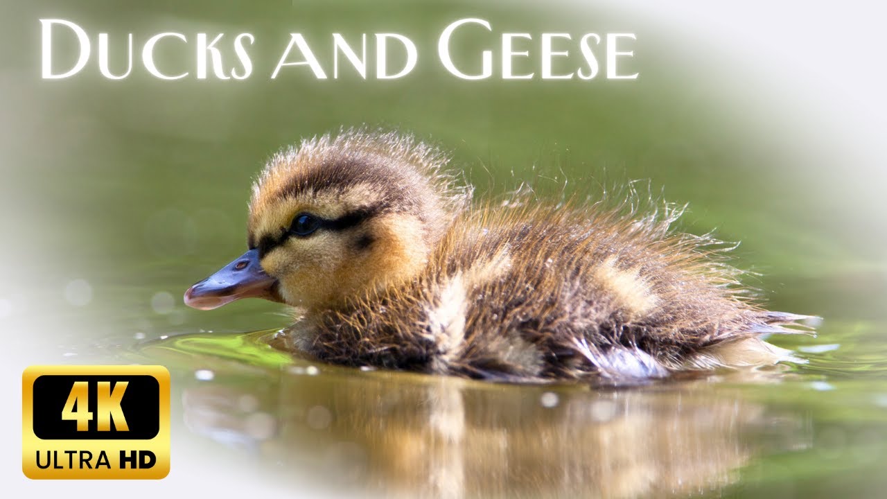 Ducks and Geese | 4K | Stress Relief Classic Piano Music, Bird Migration
