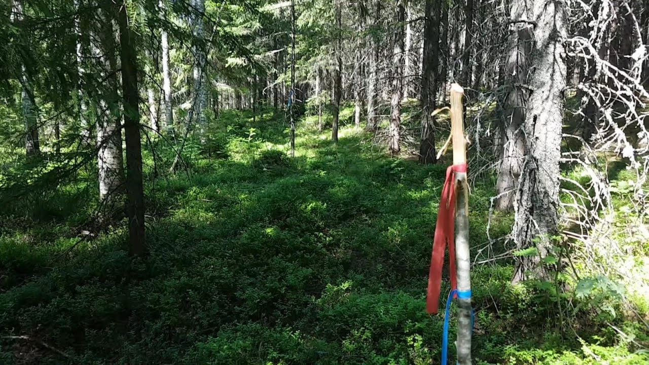 Leimikko nauhoitettu - kohta ryskää! | Let's walk around the coming harvesting area