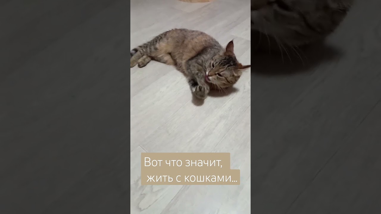 #animal